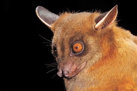how are big eyes similar to bats